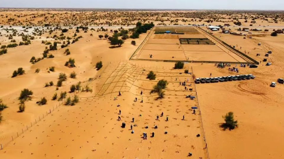 China-Africa Green Cooperation Sows the Future of Africa's "Great Green Wall"